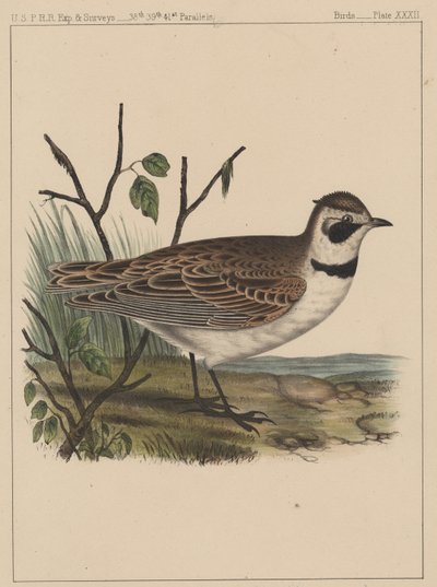 Vögel, Tafel XXXII, 1855 von American School